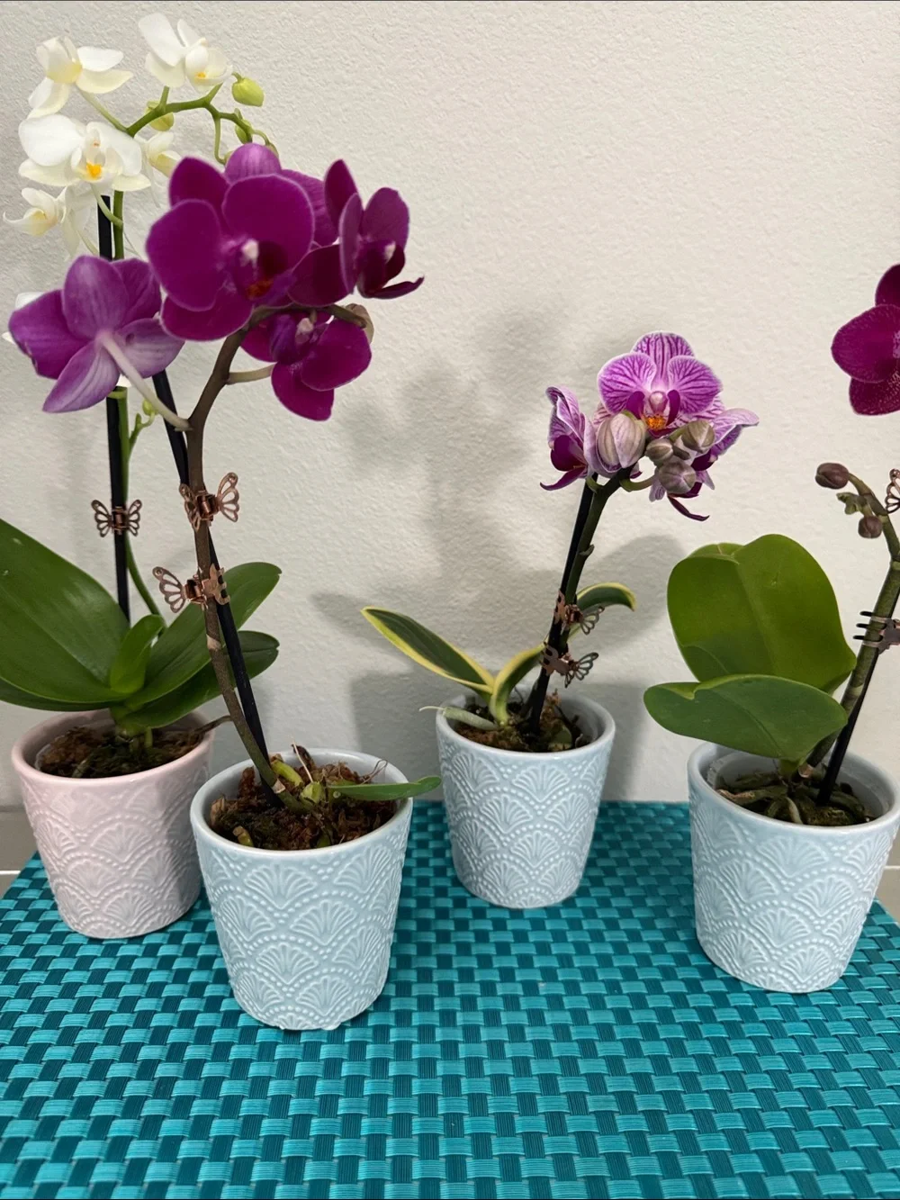 4 Mini Orchid Pots